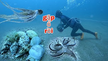 lăn biển bắt hải sản tươi sống - gặp ổ ốc ... - P232