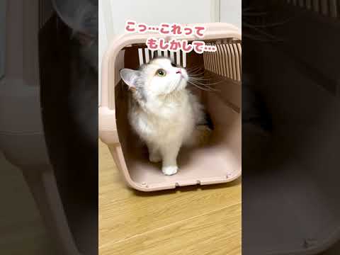 ついにぼくも映画デビューかぁ…【おしゃべりする猫】 #Shorts