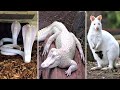 Top 10 Most Rare White Animals In The World