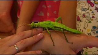 Bug Fest, baseball and more: Things to do around Toledo this weekend | Good Day on WTOL 11