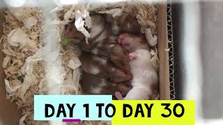 BABY HAMSTER DAY 1 TO DAY 30 ( SYRIAN HAMSTER )