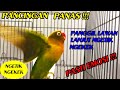 PANCINGAN LABET NGETIK NGEKEK PANJANG MEMBIKIN LAWAN EMOSI !!!