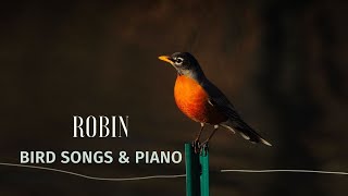 R O B I N - Bird Songs & Piano screenshot 2