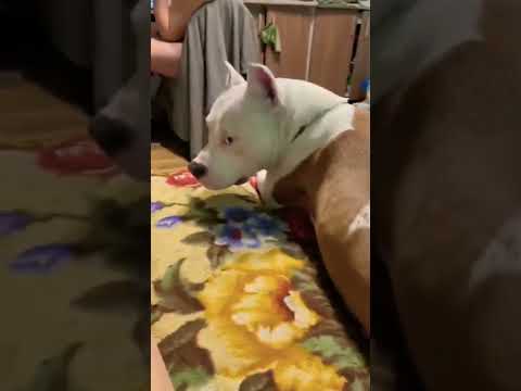Собака явно недовольна #собака #домашниеживотные #животныймир #животные #собаки