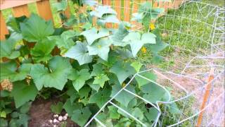 How to grow cucumbers on a fence. Grow cucumbers in a small area. I used weld wire for my fence. Grow cucumbers on trellis. 