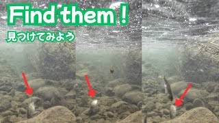 【4K】Find them! | Underwater Freshwater Stream Fish Watching – Standing Upside Down, Devouring Algae