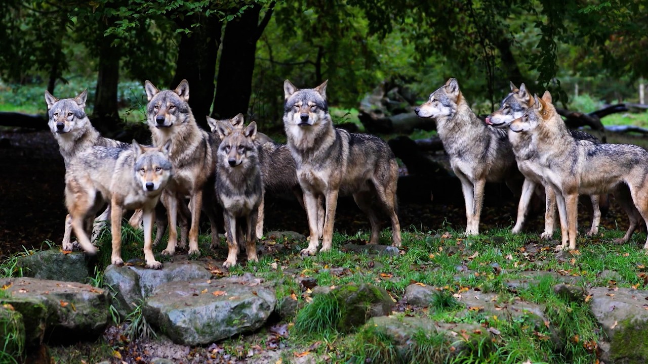 Trump Order Directs Review of Gray Wolf Protections as Ranchers Report Livestock Losses