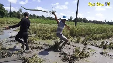 "BẮT RẮN NƯỚC THÀNH TINH" LÚC CẮT LÚA BẮT CHUỘT MIẾNG RUỘNG TOÀN RẮN, BẮT CÁ TRÊ, CÁ LÓC, BẮT CHIM