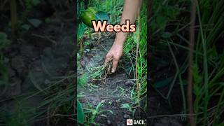 Gardening Tips- Are you having problem of Weeds Problem? #weedcontrol