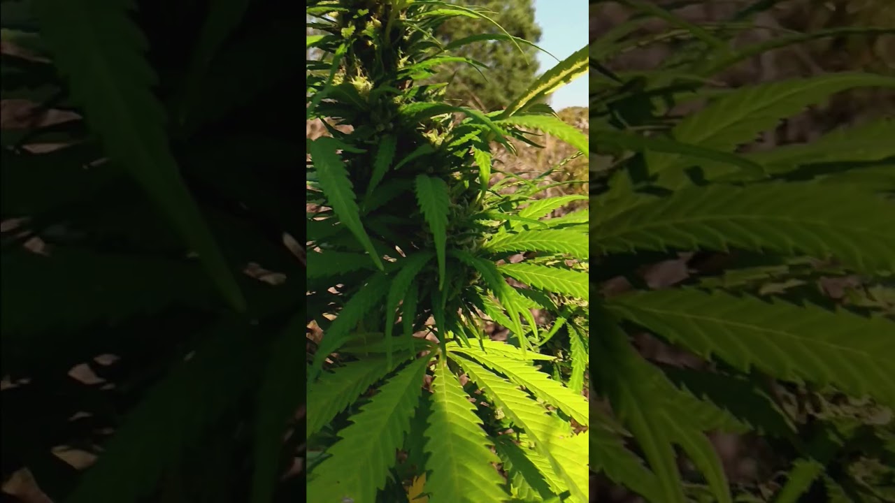 Ozark Gold. Vintage Punto Rojo Gold x 70's Colombian Gold