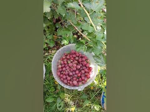 Что может быть круче дачи.... #дача#кайф#крыжовник - YouTube