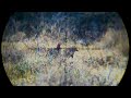 Huben K1 Hunting Francolin Partridge Teetar | High Power Sideshot Gopro Eaglecam | Triggercam 2.1
