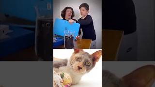 Funny Cat Video 😂😂😂#Shorts#Funkis #fails #memes