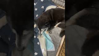 IMG 8735 Dad's home, but I'm so sleepy I keep yawning.