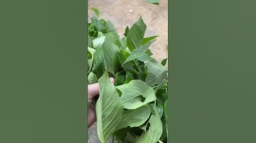 Các bạn đã từng thử xôi ngũ sắc chưa? hương vị và màu sắc có làm bạn mê không? #nongcamquynh #shorts