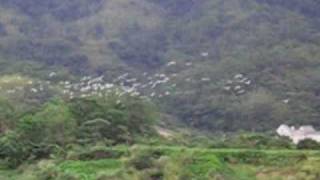 貢寮賞鳥行
