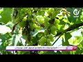 شاهد تفاصيل مرض الميلديوالذي يقضي على 80 من محصول العنب