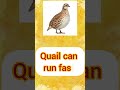 Q for Quail 🦆 | ABC for Kids | Tiny Genius#kidslearning #quiz #kidsvideo #abcforkids #birds #abctea