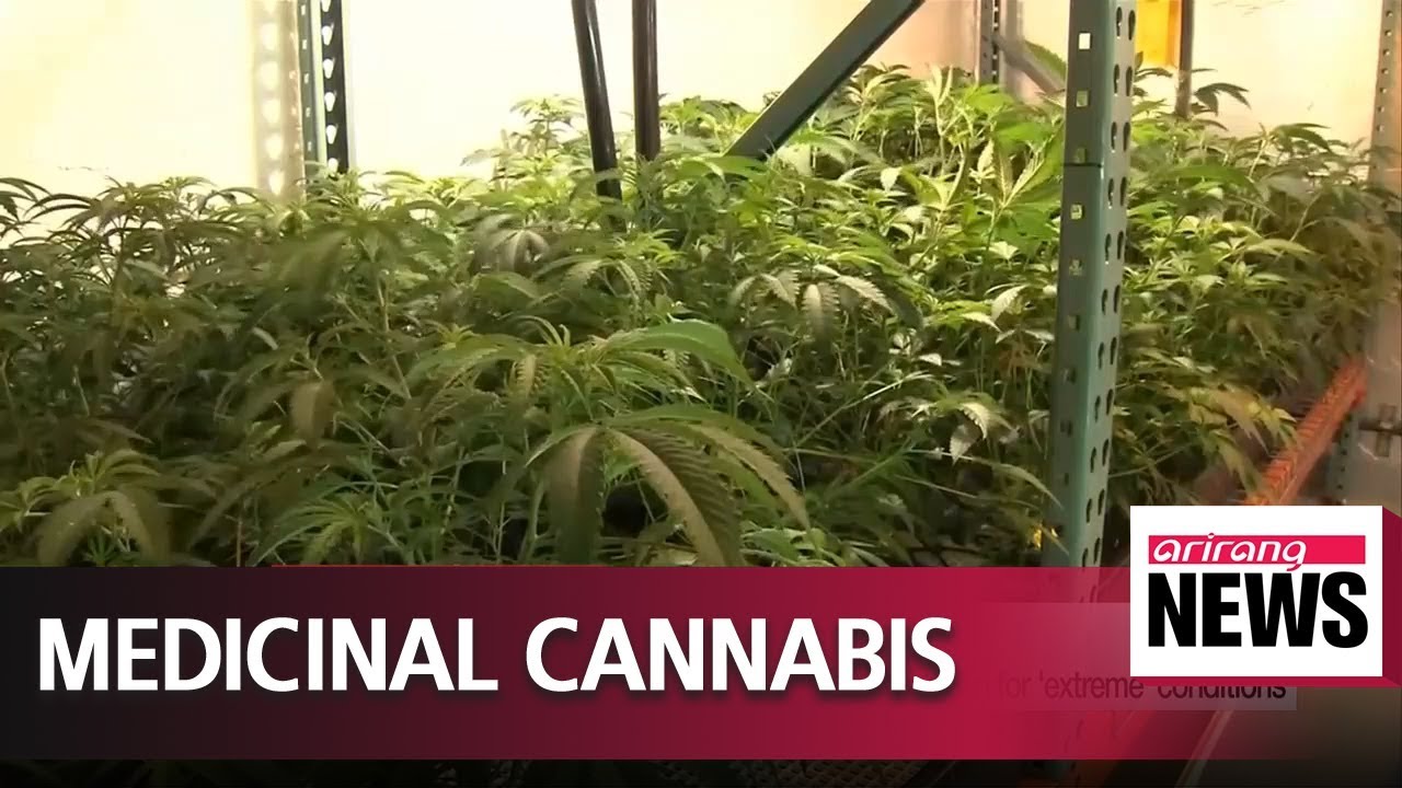 Medicinal cannabis to be legalised in UK