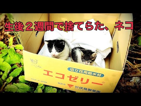 山にネコが捨てられてたから、育てる事にしました。　　水戸道楽TV 水戸道楽　明けましておめでとうございます。