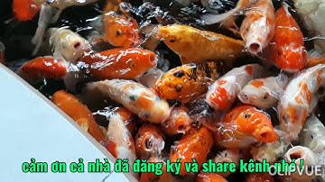 Khám phá quán cà phê cá koi đẹp nhất quận Gò Vấp