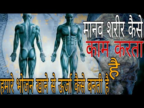 वीडियो: I अंग कैसे काम करता है?