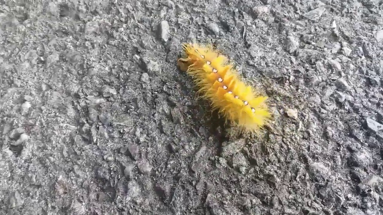 What is this yellow hairy caterpillar ? YouTube