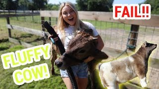 Blow Drying My Cow For The First Time Fail Youtube