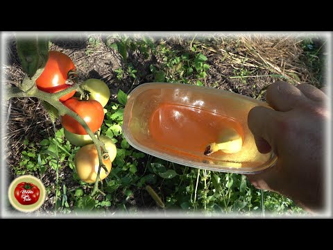 Vídeo: Jardineria amb mànegues de remull - Aprofitant els avantatges de la mànega de remull