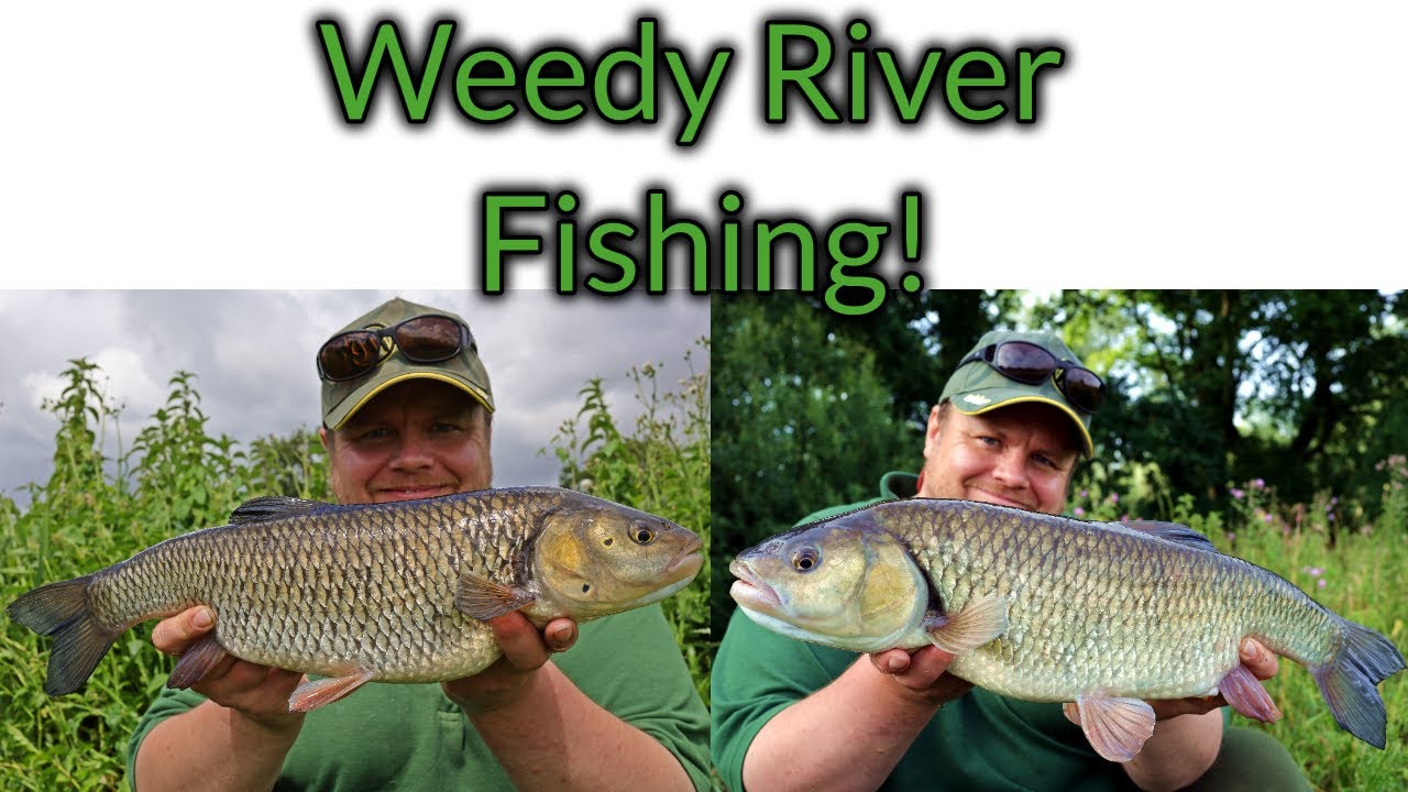 Fishing a weedy river with link leger! (Video 169) YouTube