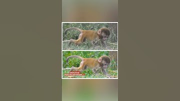 Monkey Baby Photo Editing | Cute Monkey Editing tutorial #MonkeyPhotoEditing #BabyMonkeyEdit #PhotoE