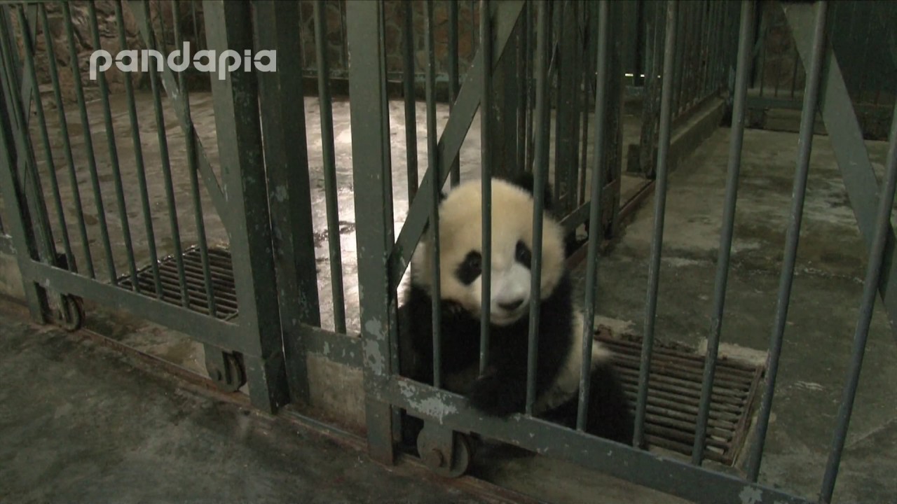 Panda cub tries to “break” jail
