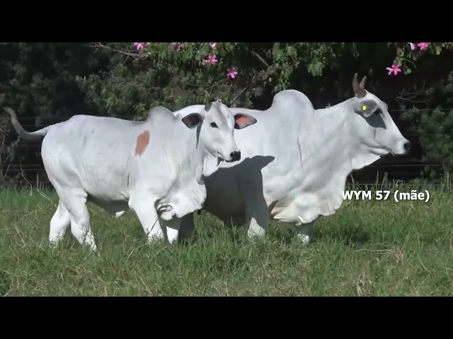 lote 09   bons 5406