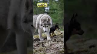 WOLF 5 FACTS ! #wolf #wildlife #shorts