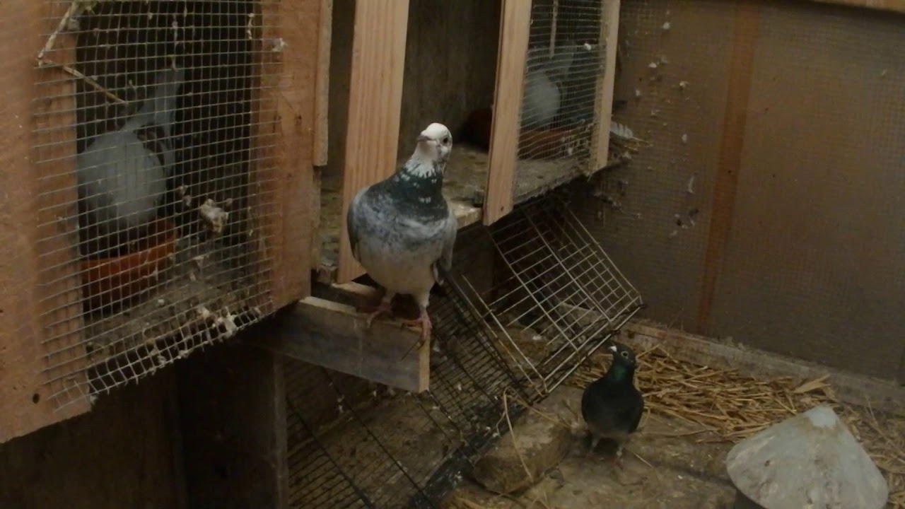 RE-UPLOAD ACCOUPLEMENT DE MES PIGEONS VOYAGEUR 2K18 - YouTube
