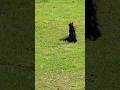 squirrel is coming by me in the park looking for peanuts toronto canada may 2026
