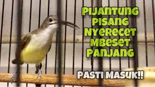 Pasti Masuk!! Masteran Pijantung Pisang Nyerecet, Nembak, Mbeset Panjang Jeda 5 Detik | Kicau Tembak