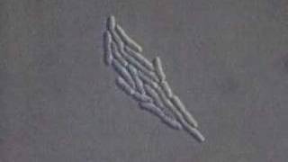 Bacteria growth