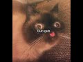 Hide now!