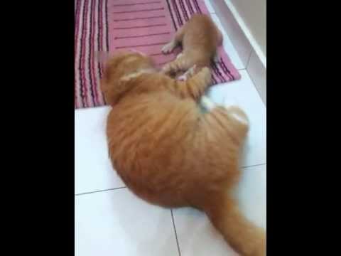 Lawak kucing gemuk perut terangkat.tengok 100 kali pun 