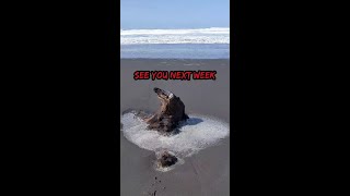 Black Metal Hamster: Beach Day