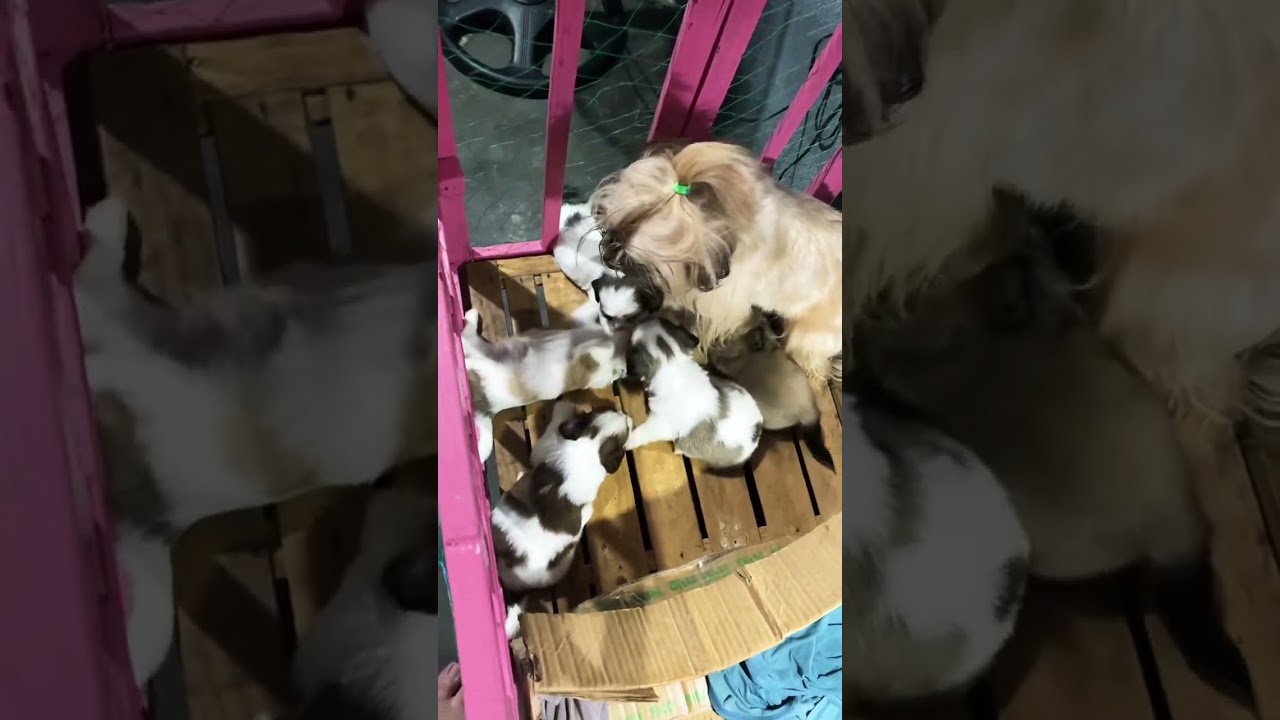 Happy 1 month old babies