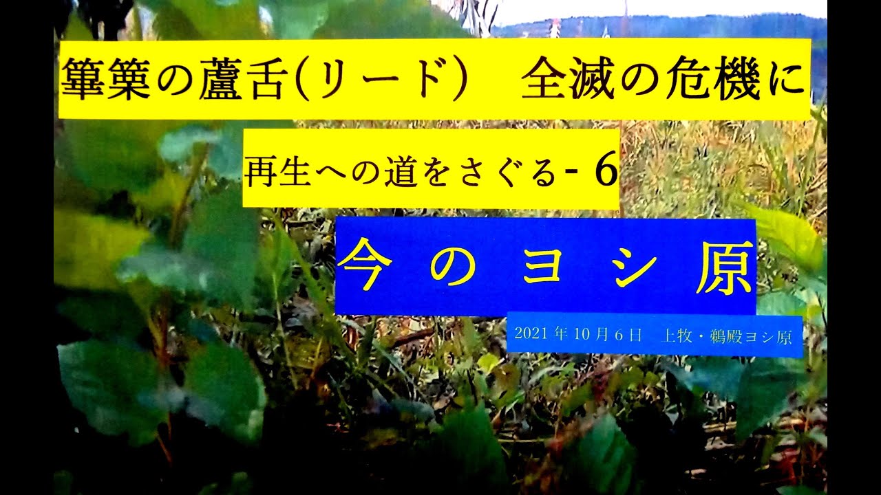 篳篥の蘆舌 全滅の危機に 再生への道をさぐる（動画） | 雅楽協議会
