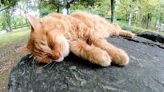毛のお手入れ中にウトウトと居眠りしてしまう茶トラ猫