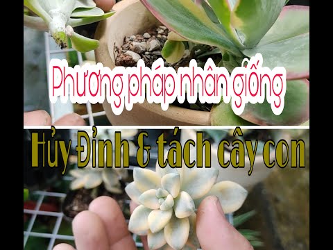 Video: Tách Cây Sedum - Cách Và Khi Nào Phân Chia Cây Sedum