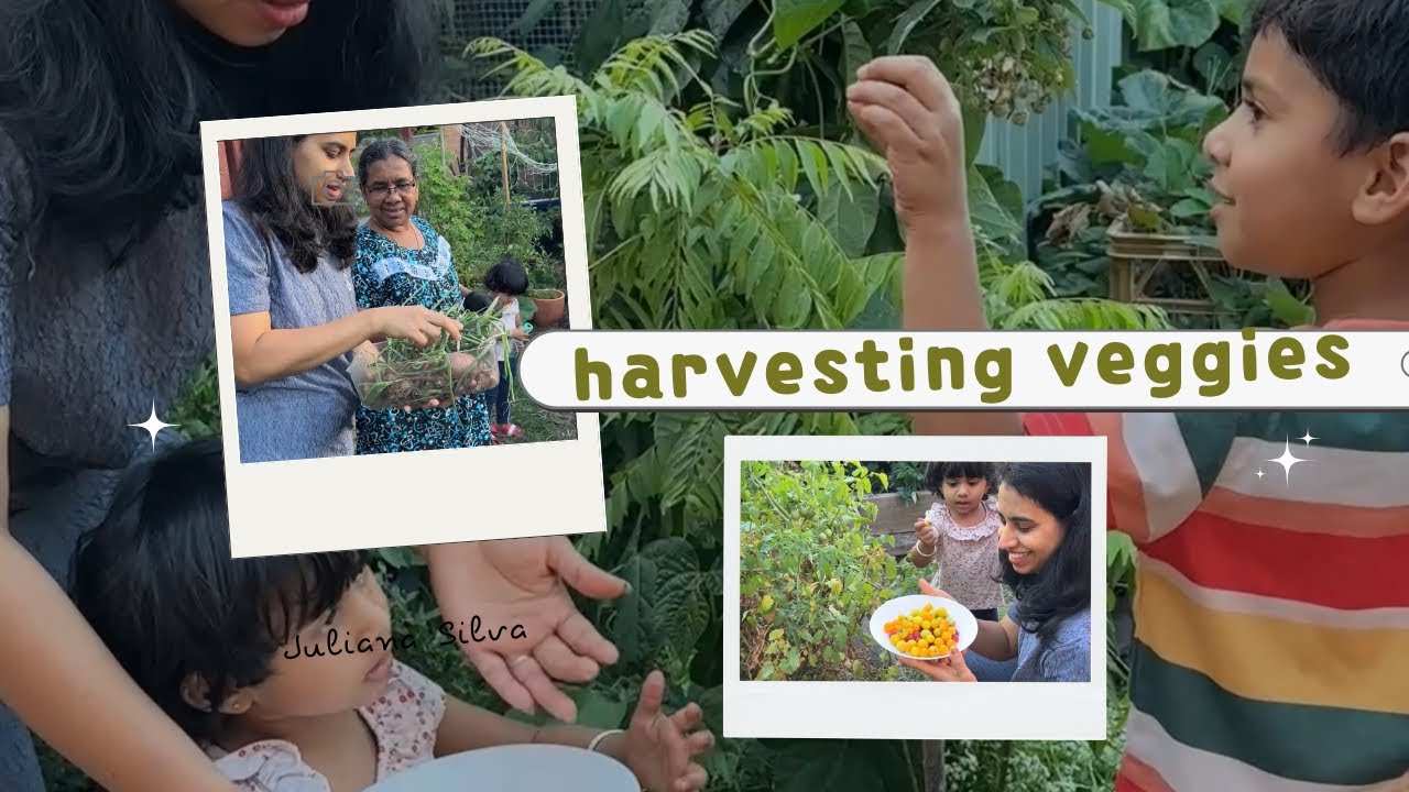 Малина и помидоры черри | Красочный урожай | Австралия | Мой дневник увлечений