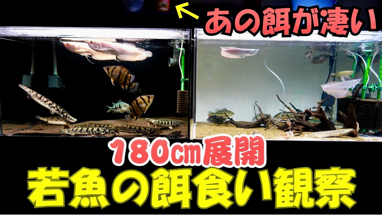 180㎝展開』90㎝水槽2連が良き！餌やり人工飼料とクリルを比べる