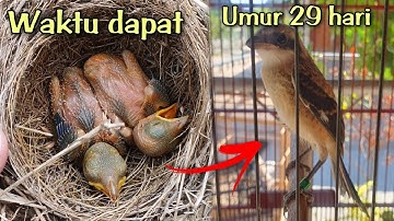 Perkembangan burung cendet dari kecil sampai dewasa - part 6