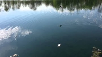 Tree Swallow Feather Exchange