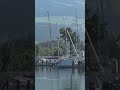 Rapperswil, Baum